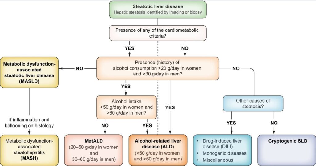 Classification of Steatotic Liver Disease (SLD) and Its Subtypes