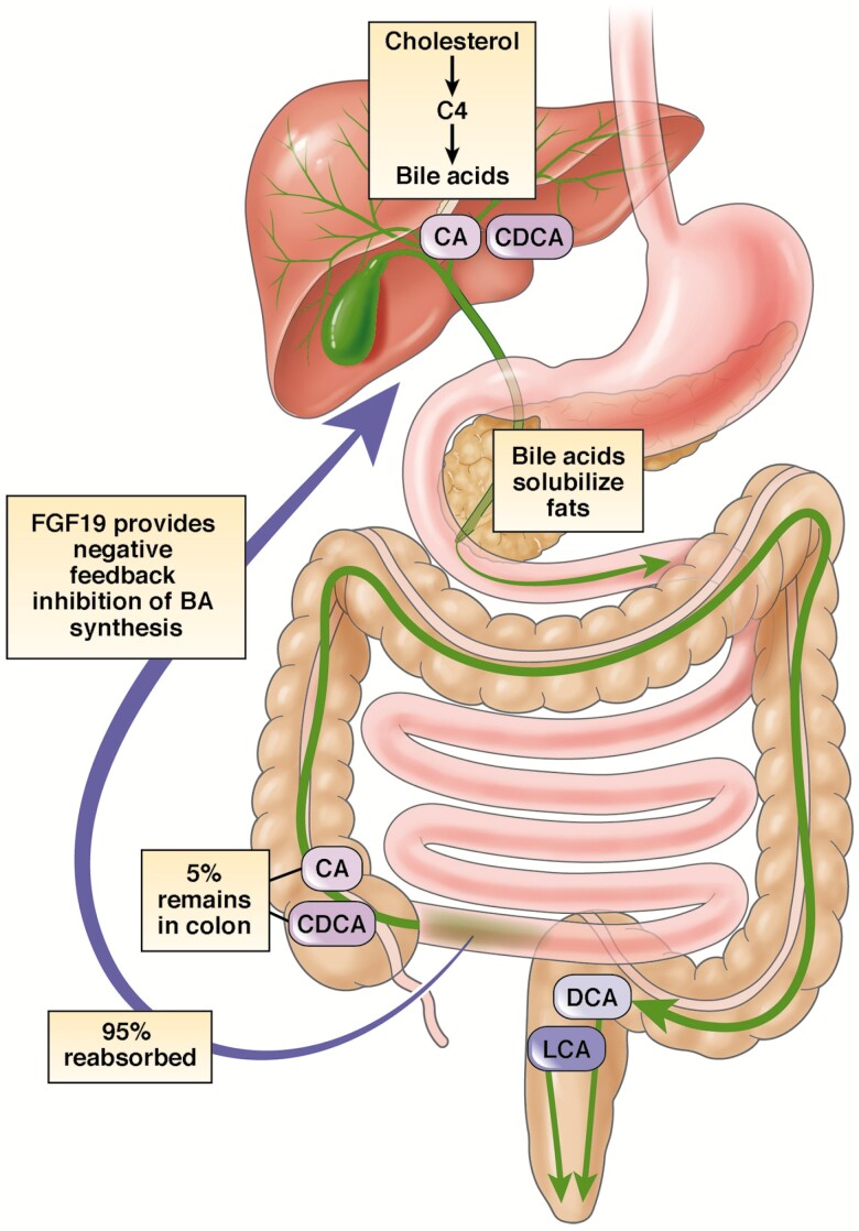 BILE ACID METABOLISM